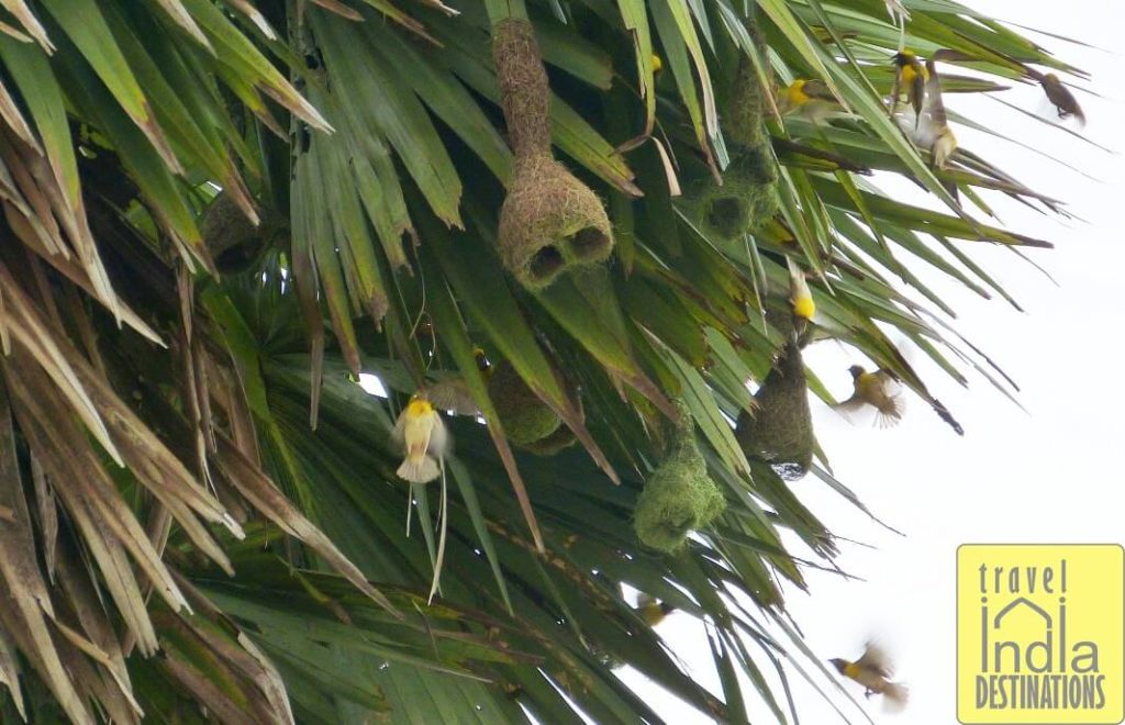 Baya Weavers in Vasai