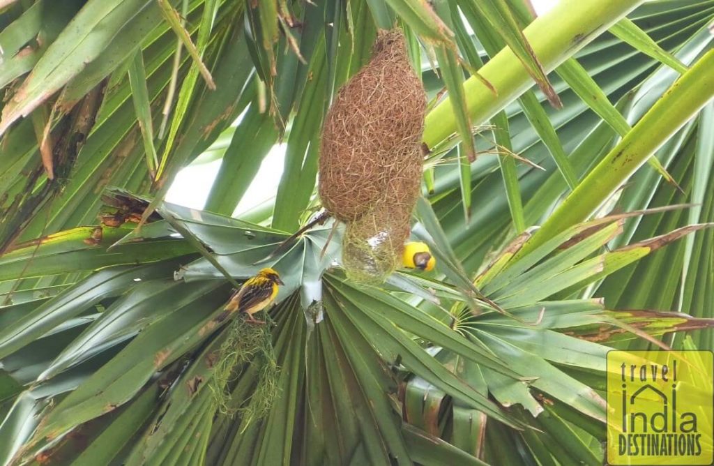 Baya Weavers in Vasai