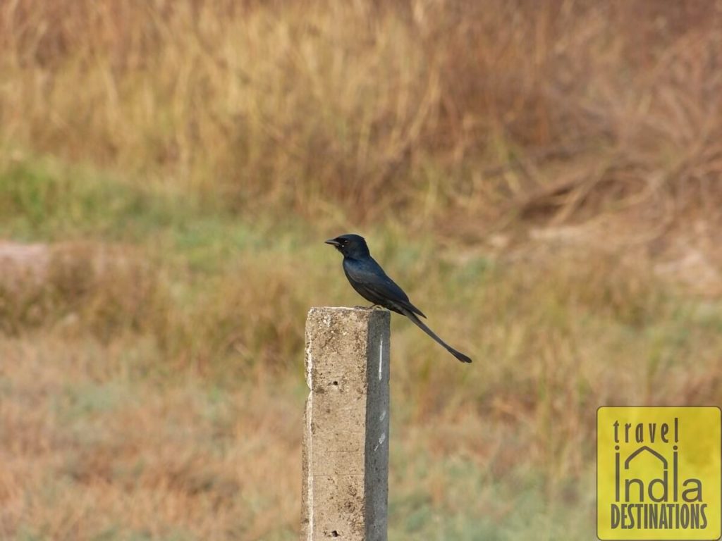 Black Drongo