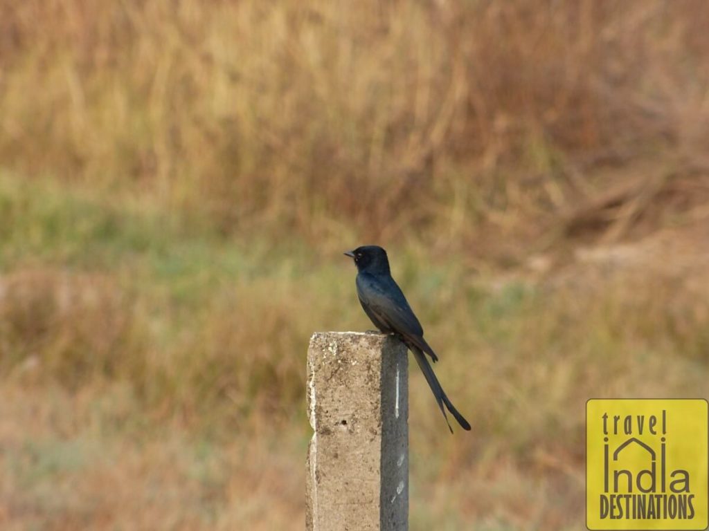 Black Drongo