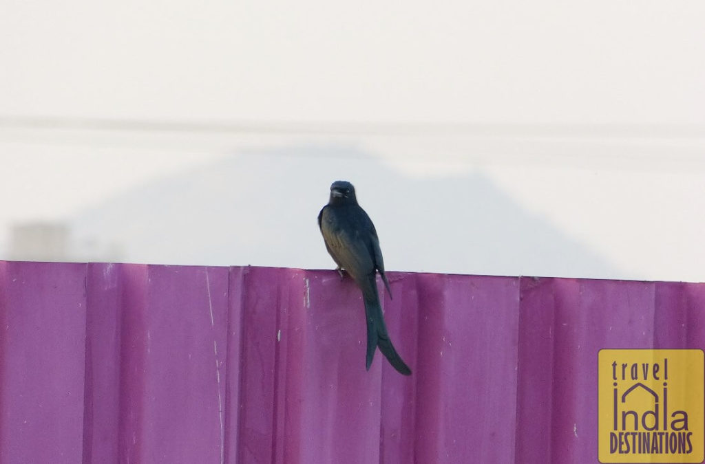 Black Drongo