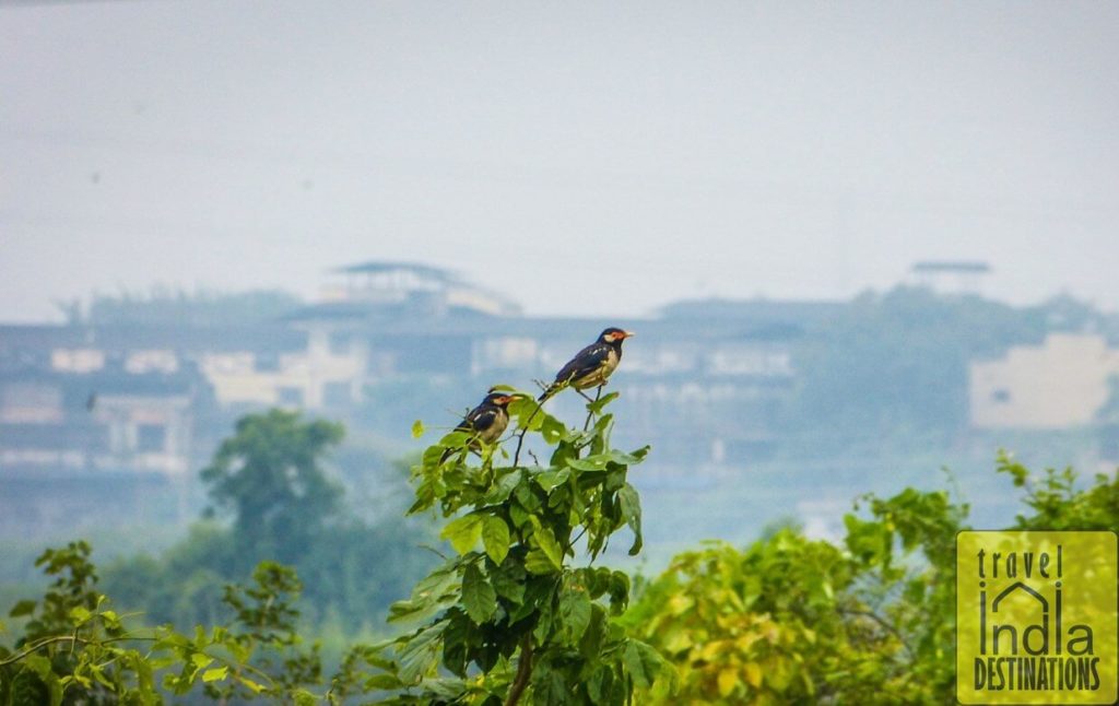 Pied Myna