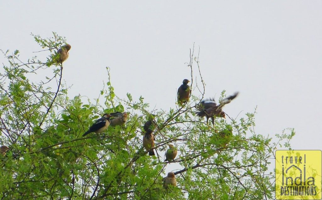 Pied Myna with Juveniles