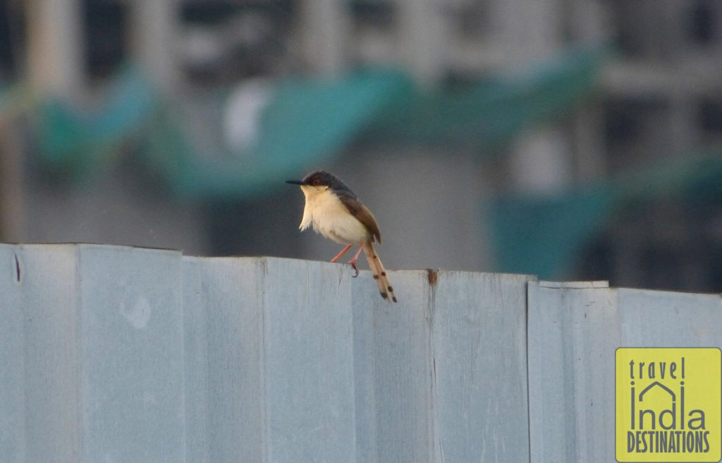 Ashy Prinia