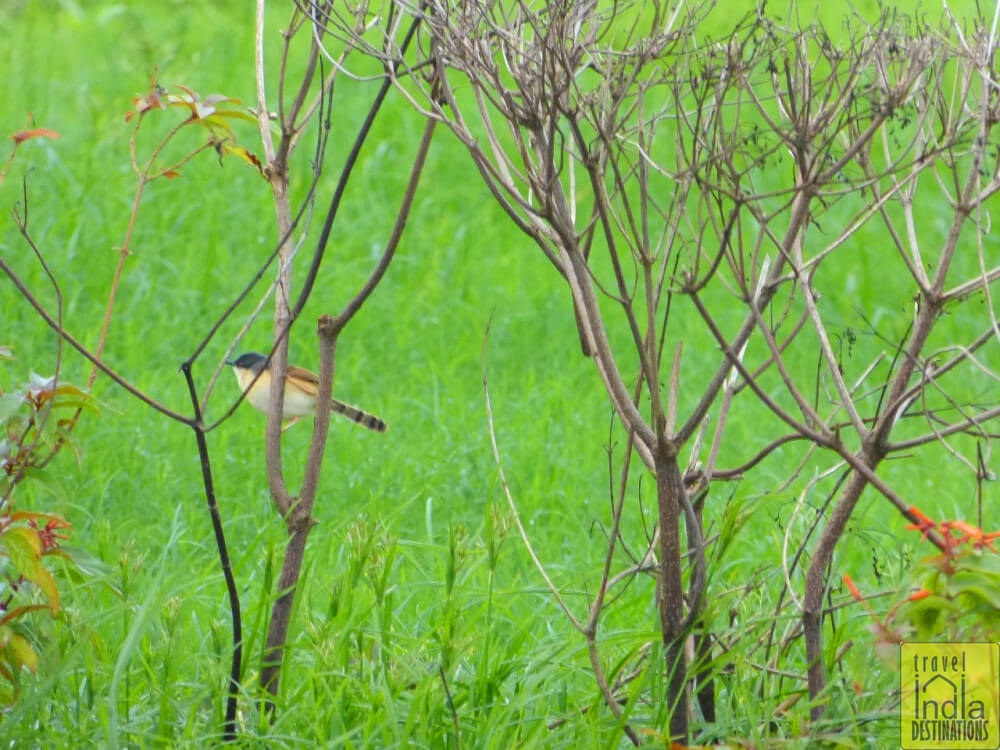 Ashy Prinia