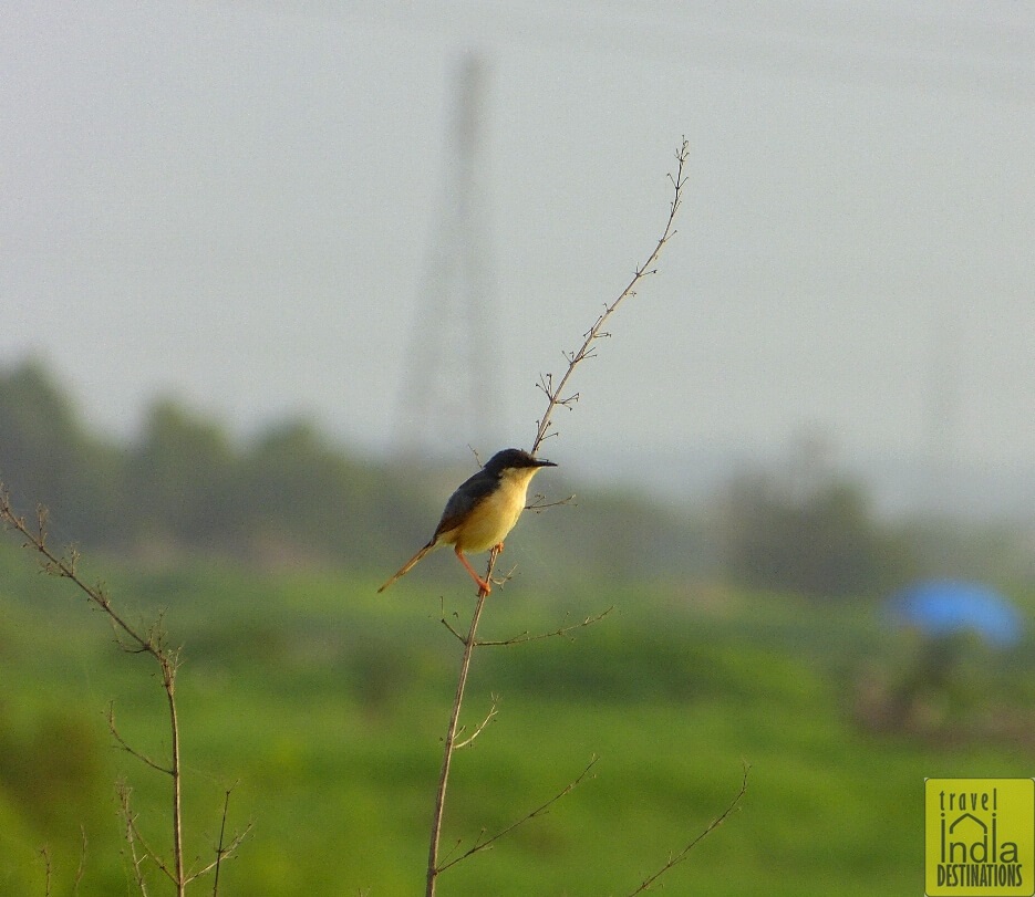 Ashy Prinia Vasai