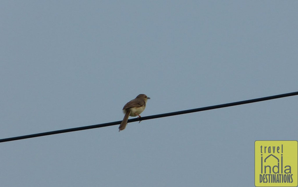 Indian Prinia