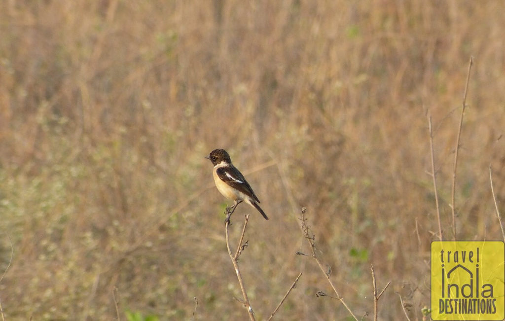 Stonechat