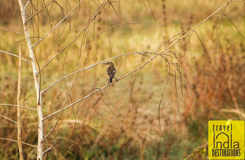 Female Stonechat